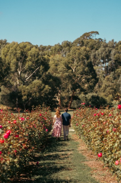 Couple walking hand in hand between rows of roses